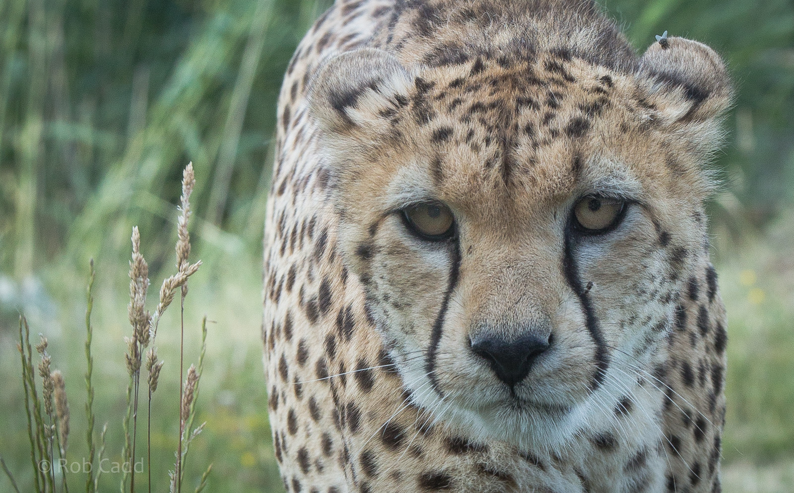 Northern cheetah : Whipsnade : 04 Jul 2014