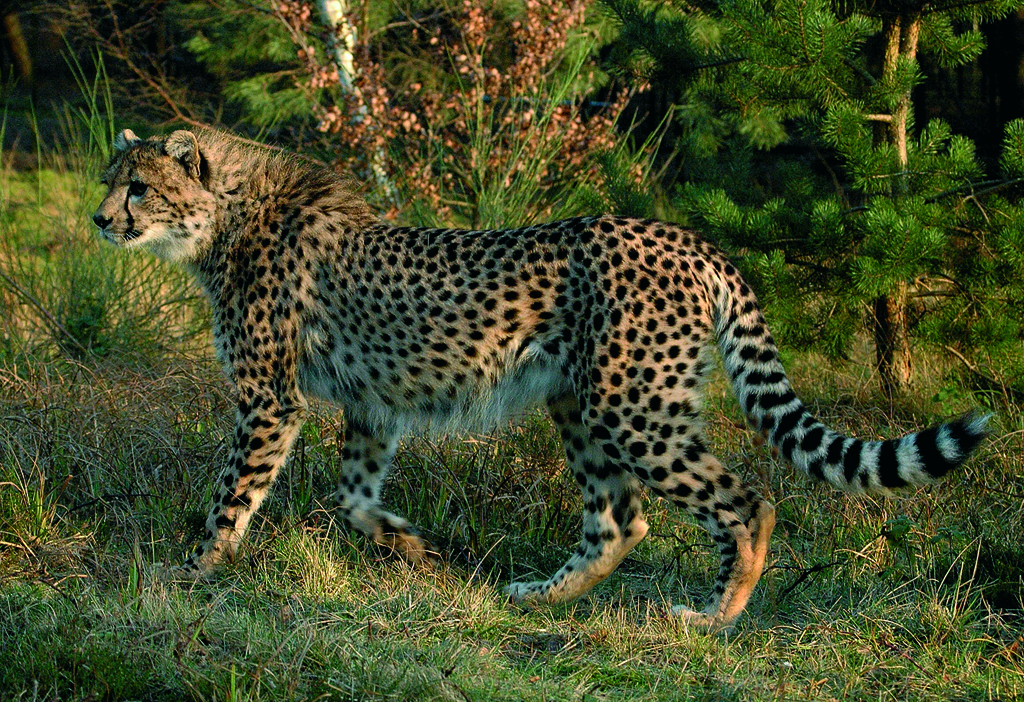 Northern Cheetah