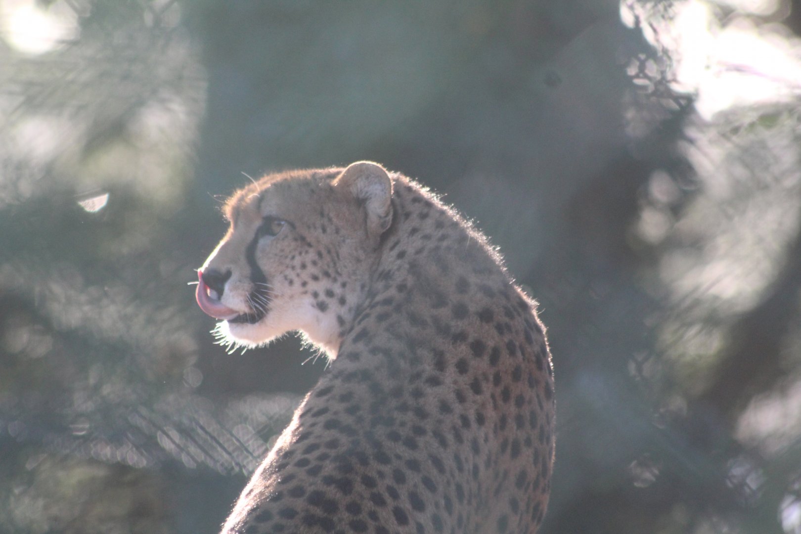 Northern Cheetah