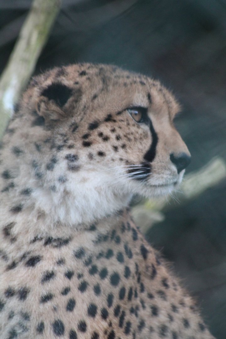 Northern Cheetah
