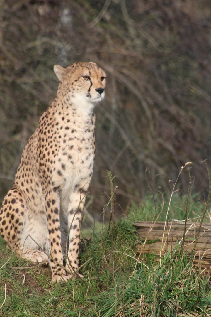 Northern cheetah