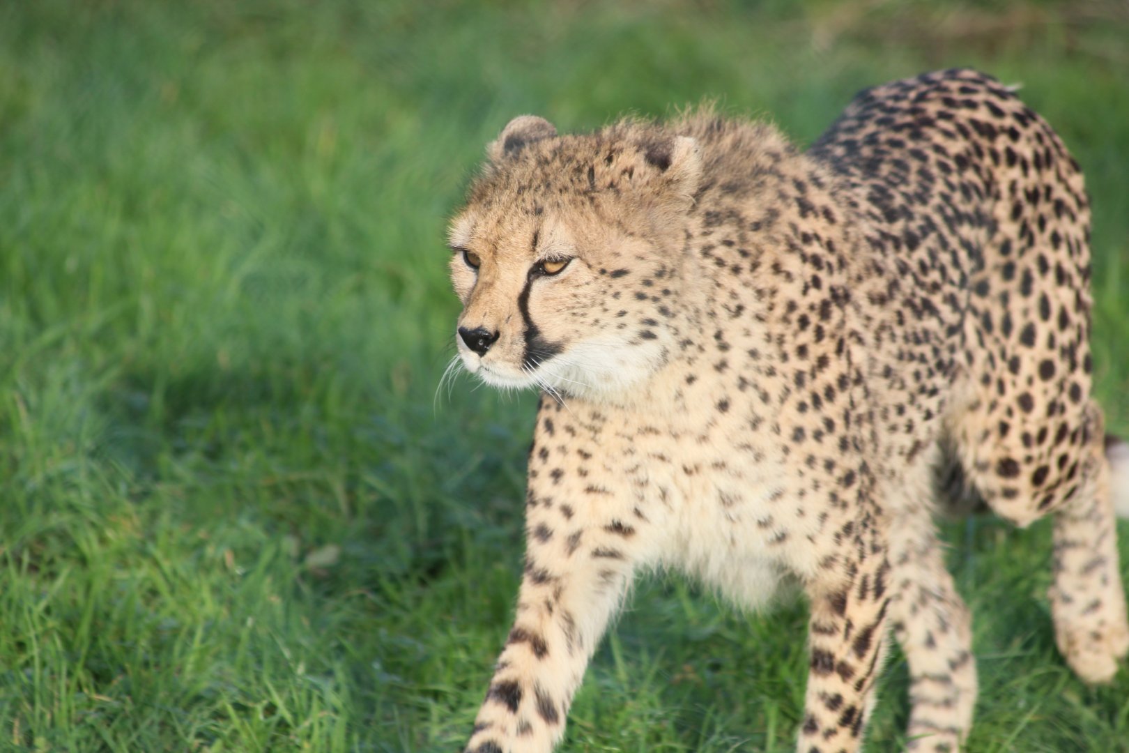 Northern cheetah
