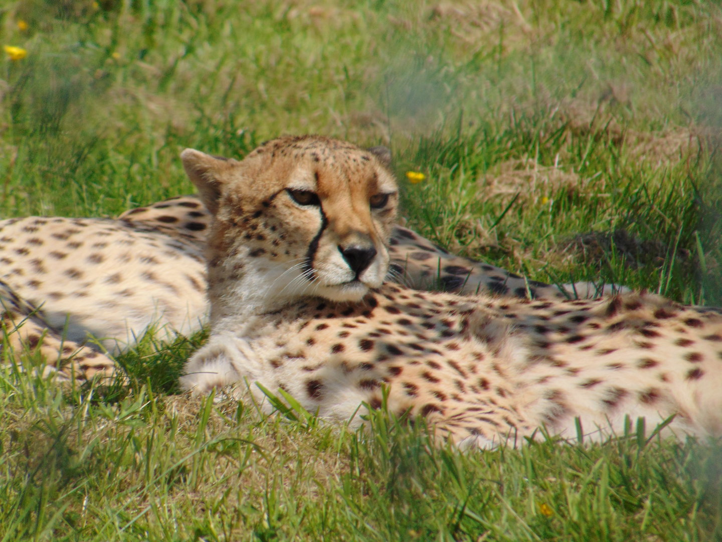 Northern Cheetah