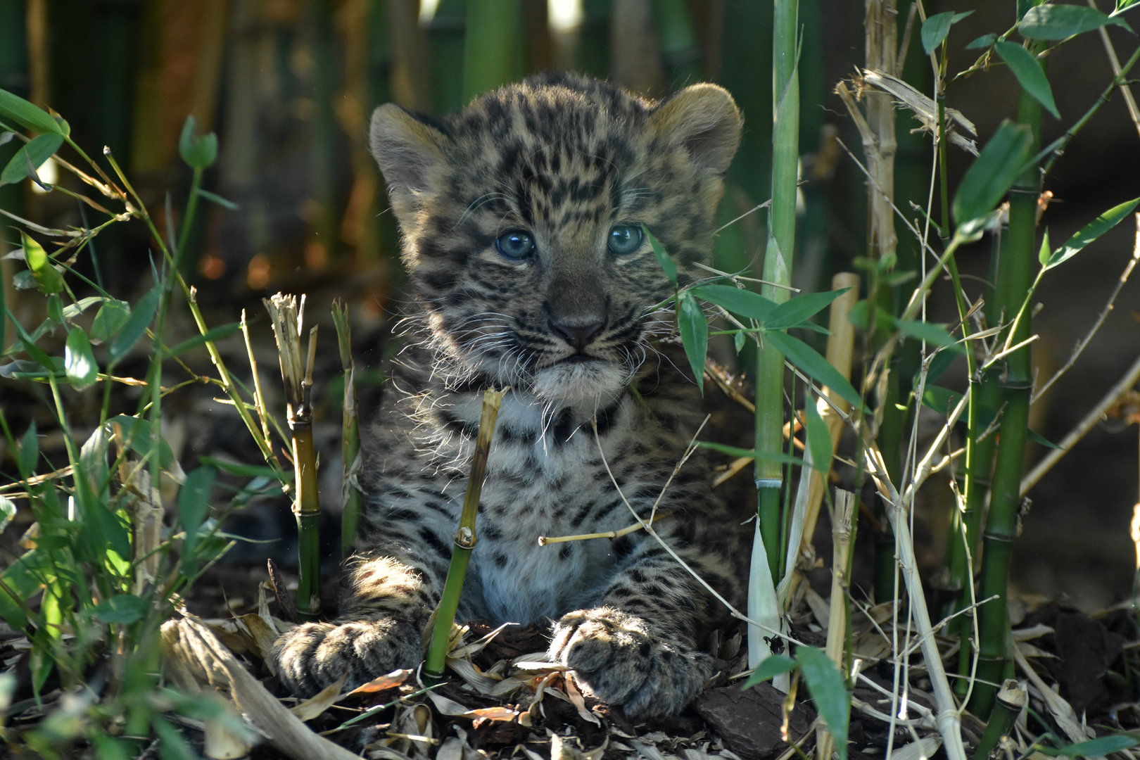 Northern China leopard (Panthera pardus japonensis)