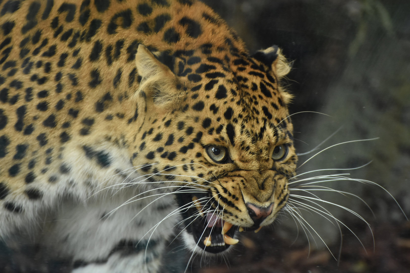 Northern China leopard (Panthera pardus japonensis)