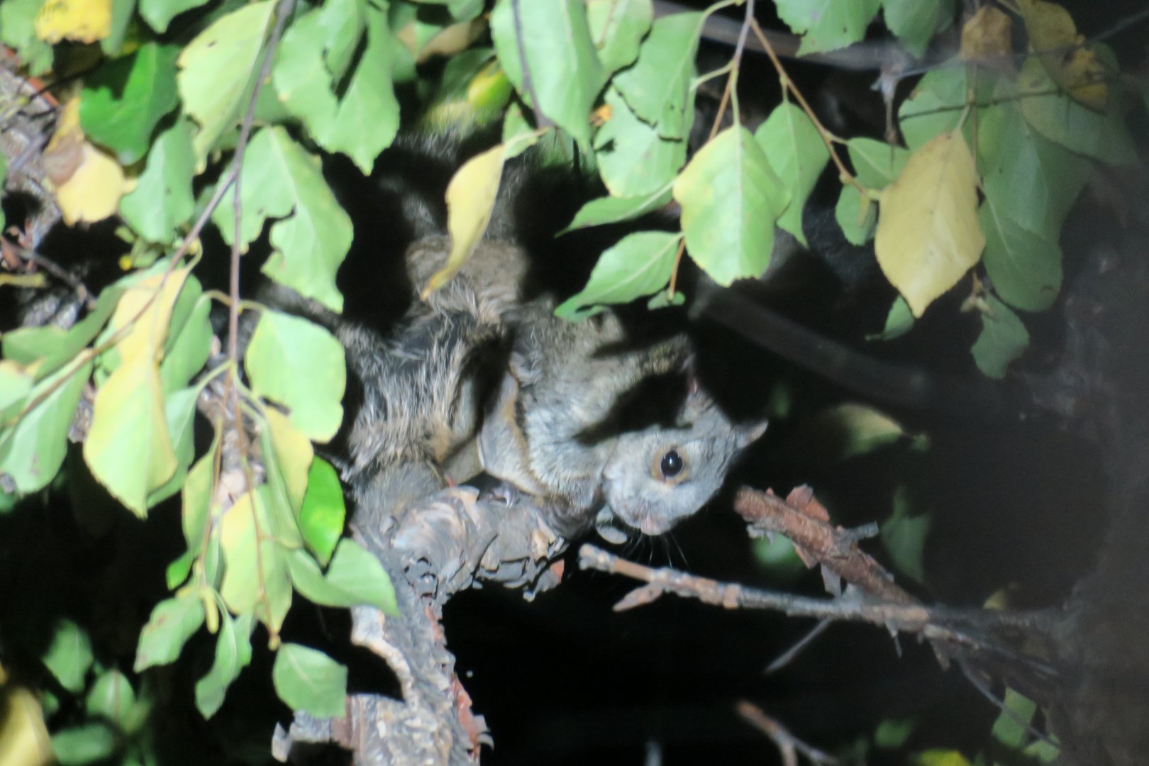 Northern Chinese flying squirrel