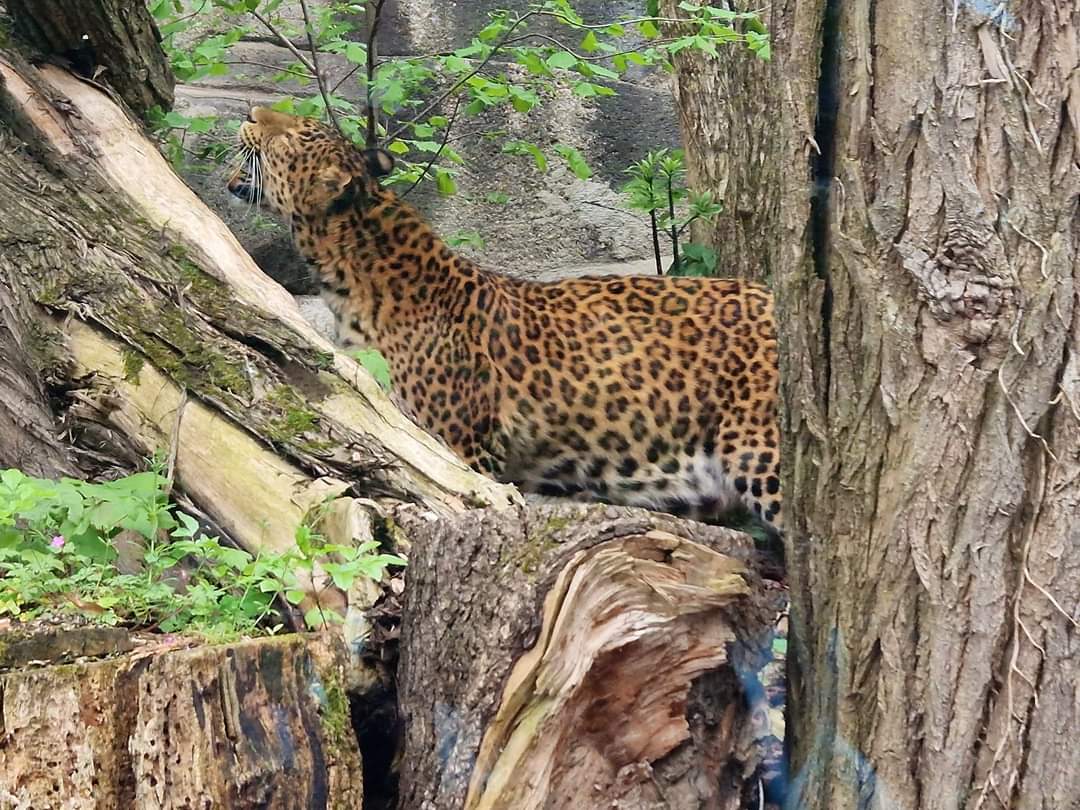 Northern Chinese Leopard