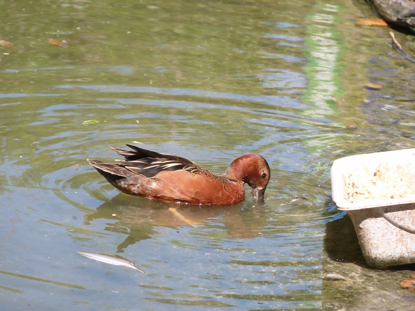 Northern Cinnamon teal