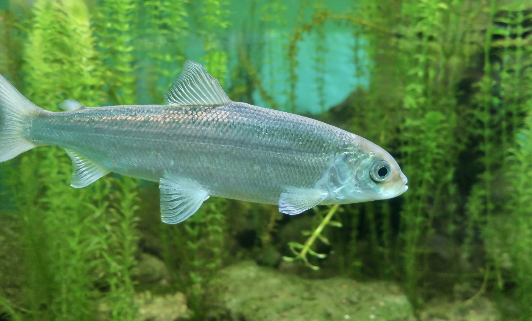 Northern Cisco (Coregonus artedi)