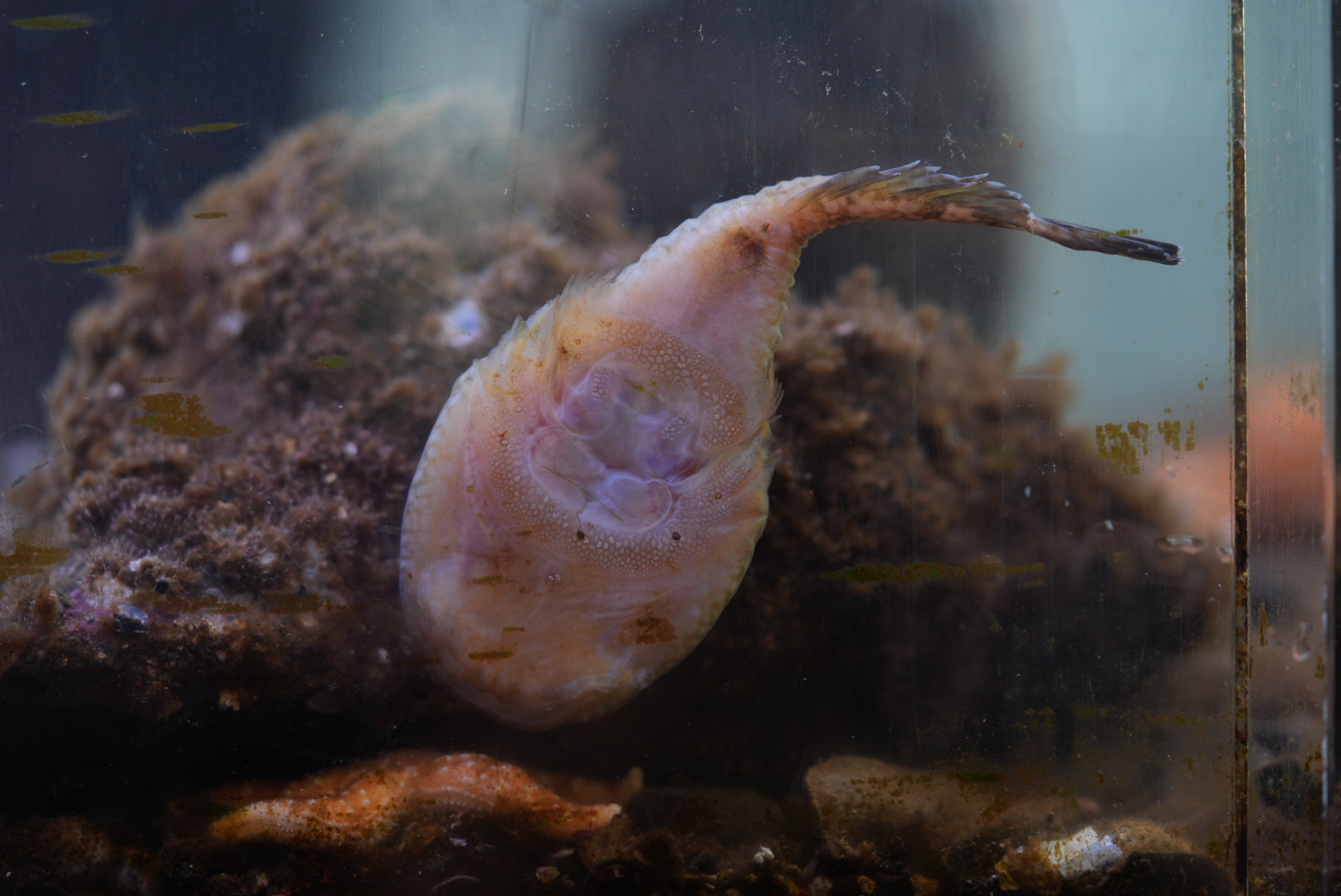 Northern Clingfish