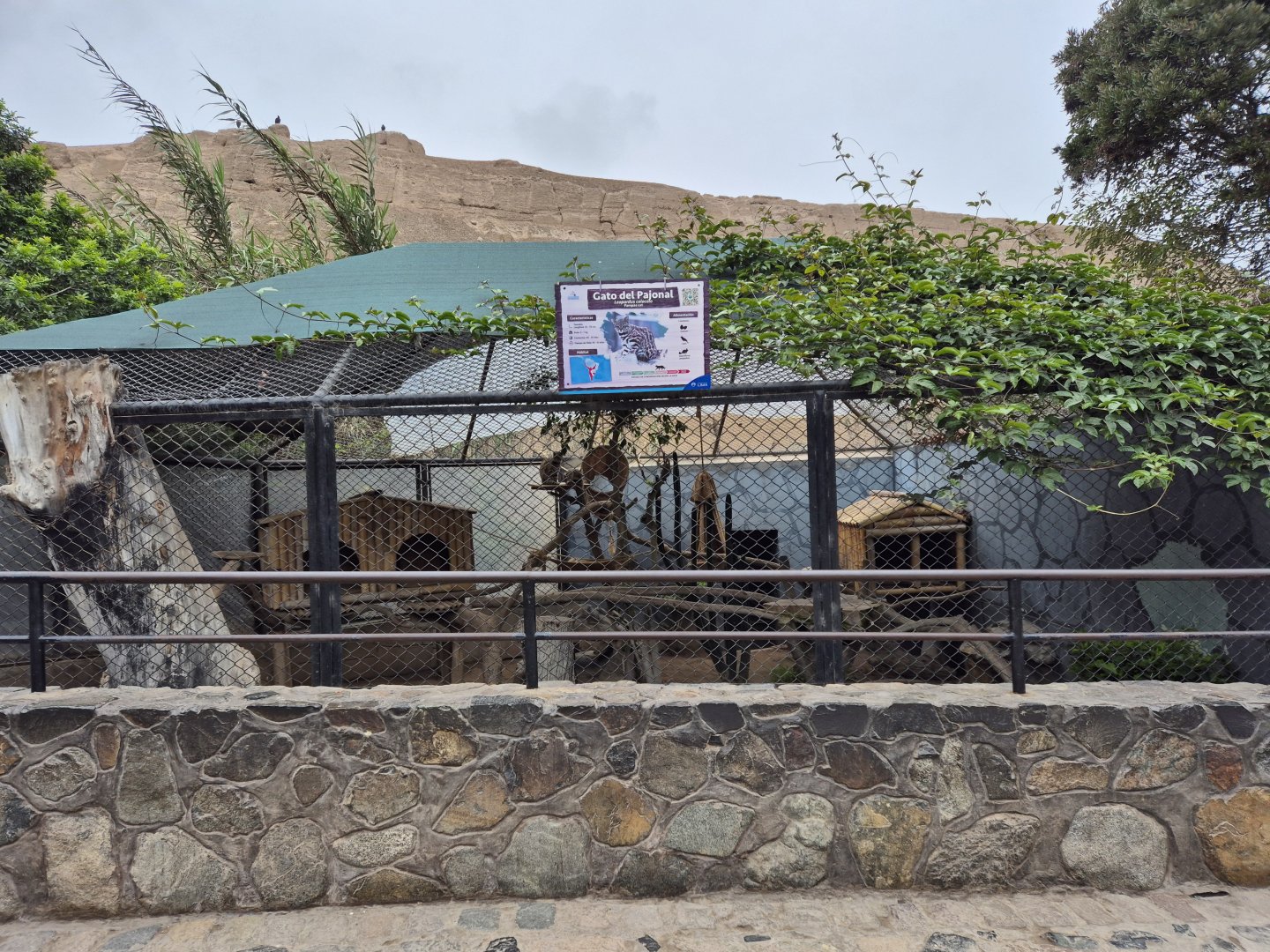 Northern Colocolo exhibit