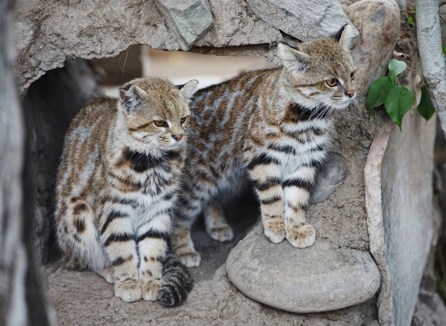 Northern Colocolo Siblings
