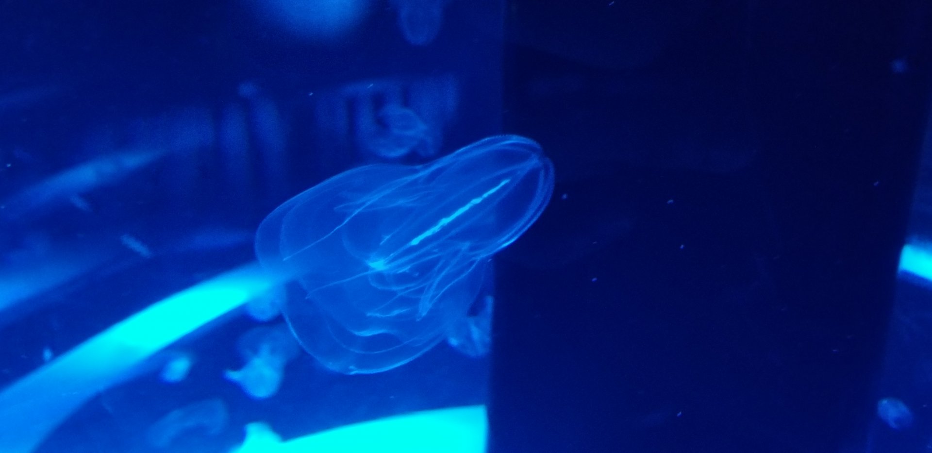 Northern Comb Jelly (Bolinopsis infundibulum)