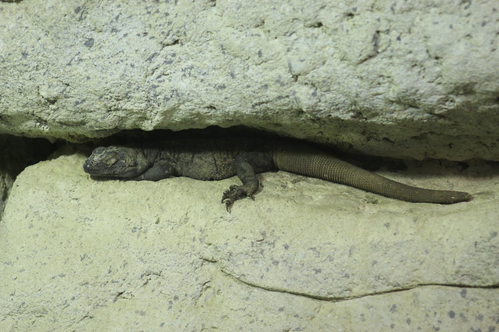 Northern Common Chuckwalla