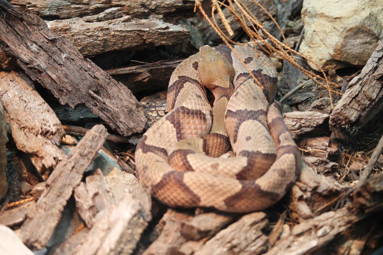 Northern copperhead (Agkistrodon contortrix mokasen)