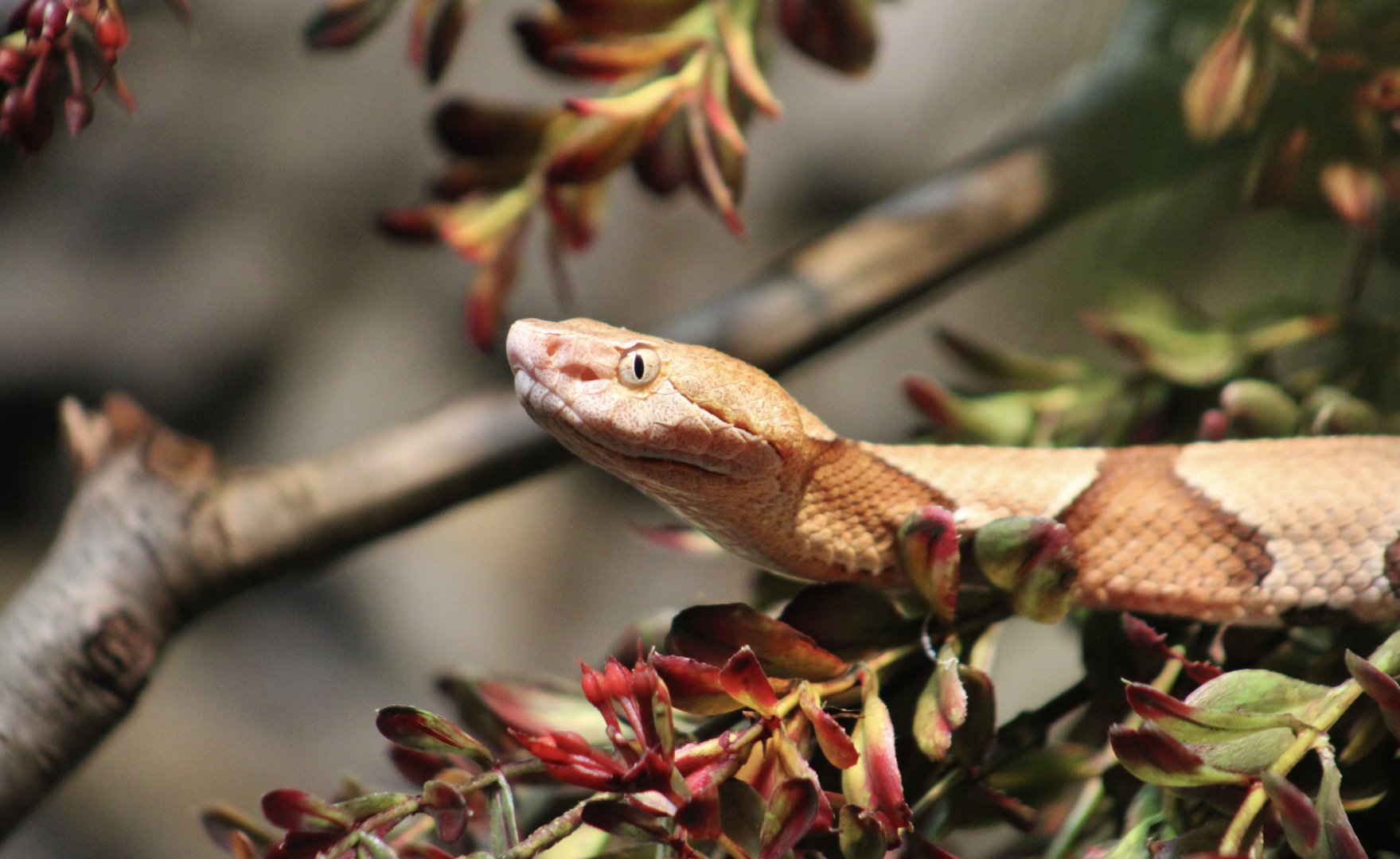 Northern Copperhead (Agkistrodon contortrix mokasen)