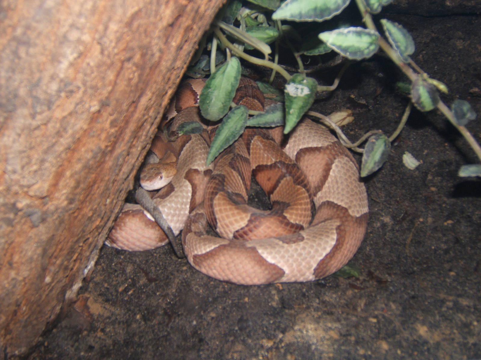 Northern Copperhead (Agkistrodon contortrix mokeson)