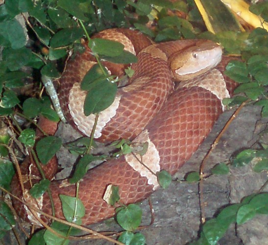 Northern Copperhead (Agkistrodon contortrix)