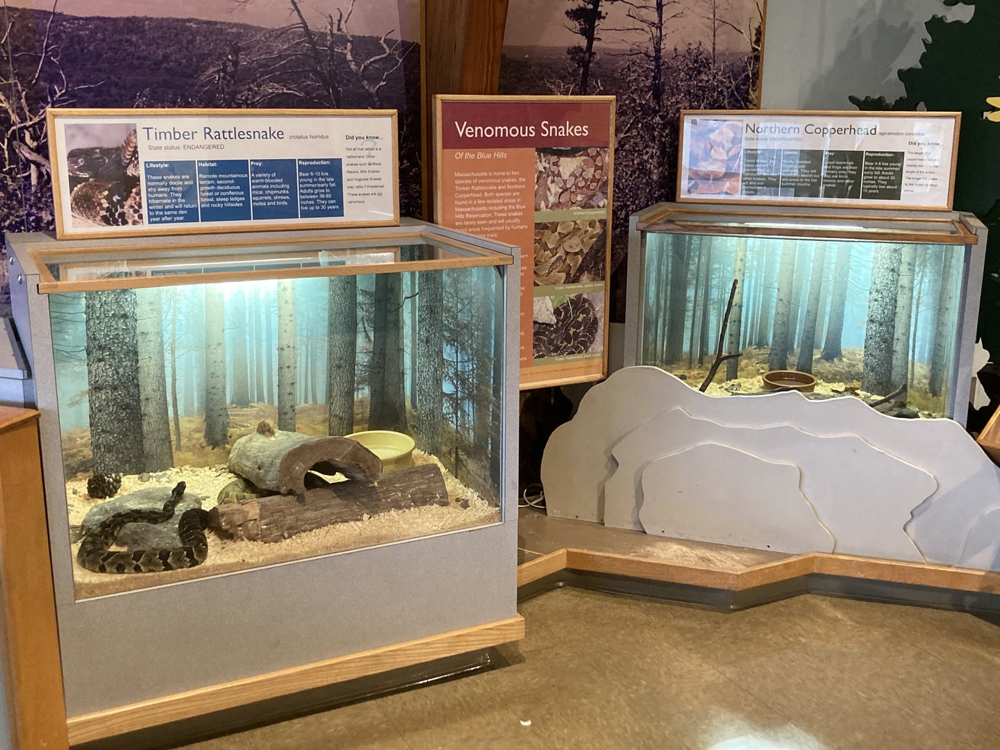 Northern Copperhead and Timber Rattlesnake Exhibits