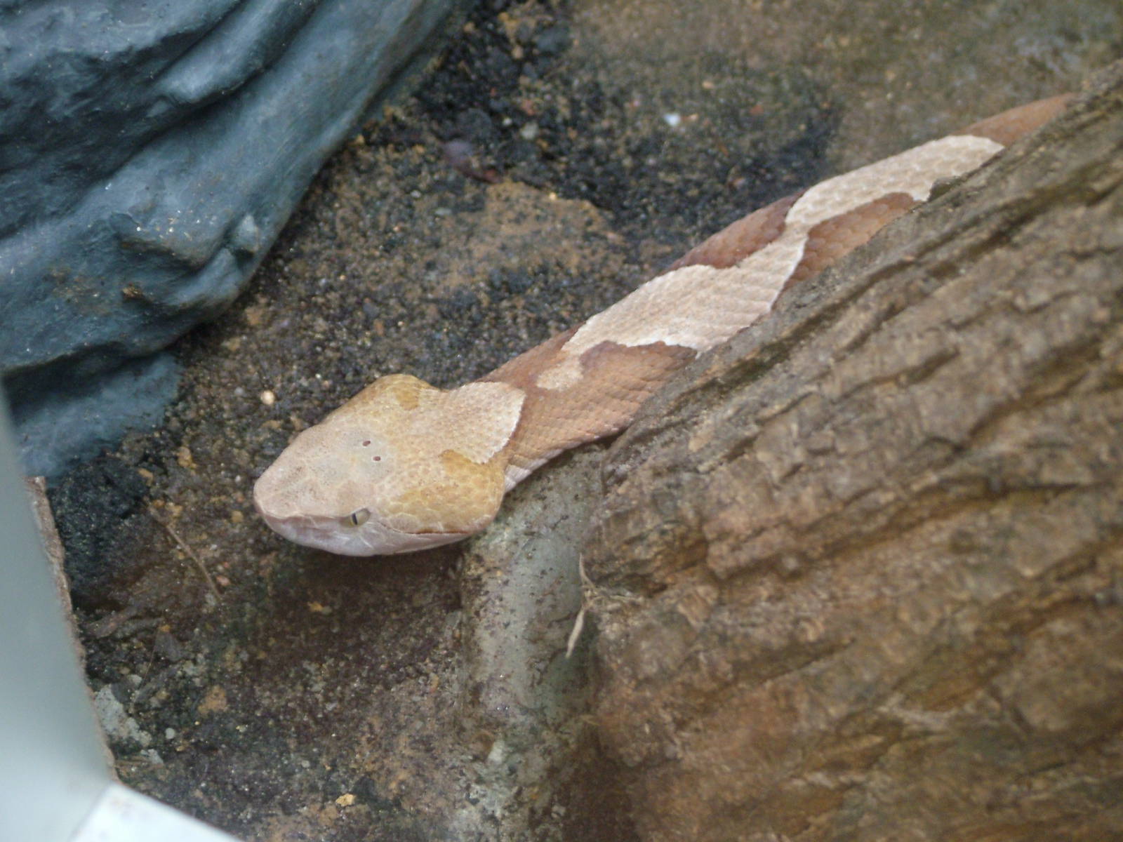 Northern Copperhead at Tierpark Berlin, 30/08/11