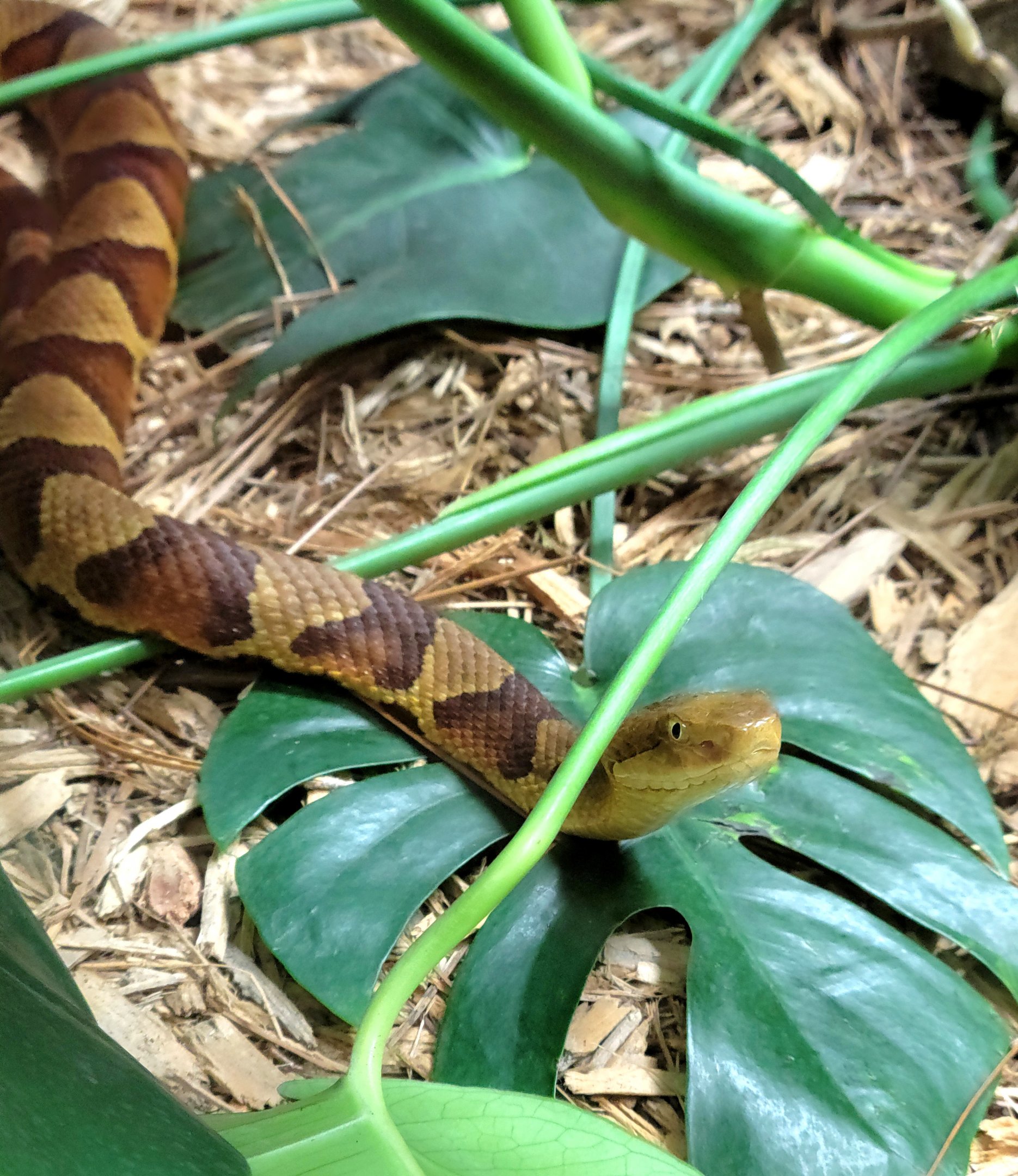 Northern Copperhead-Greenville Zoo-April 2025