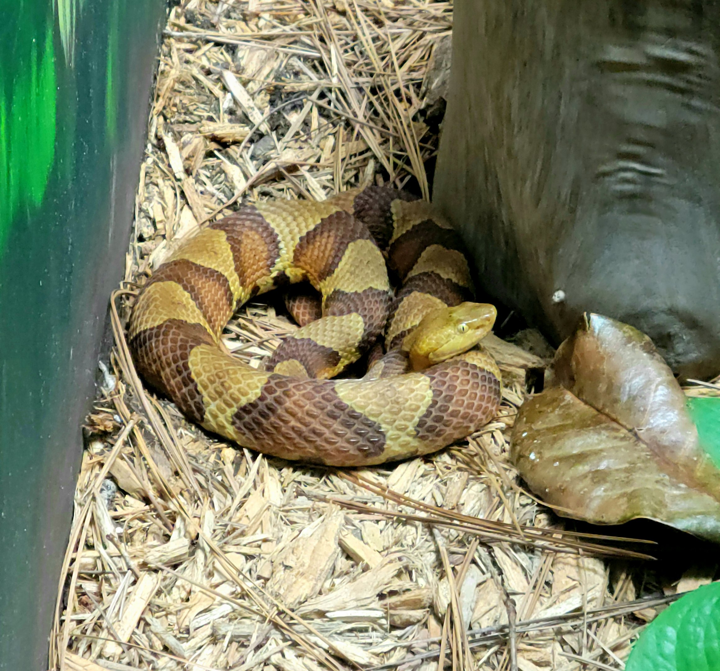 Northern Copperhead-Greenville Zoo