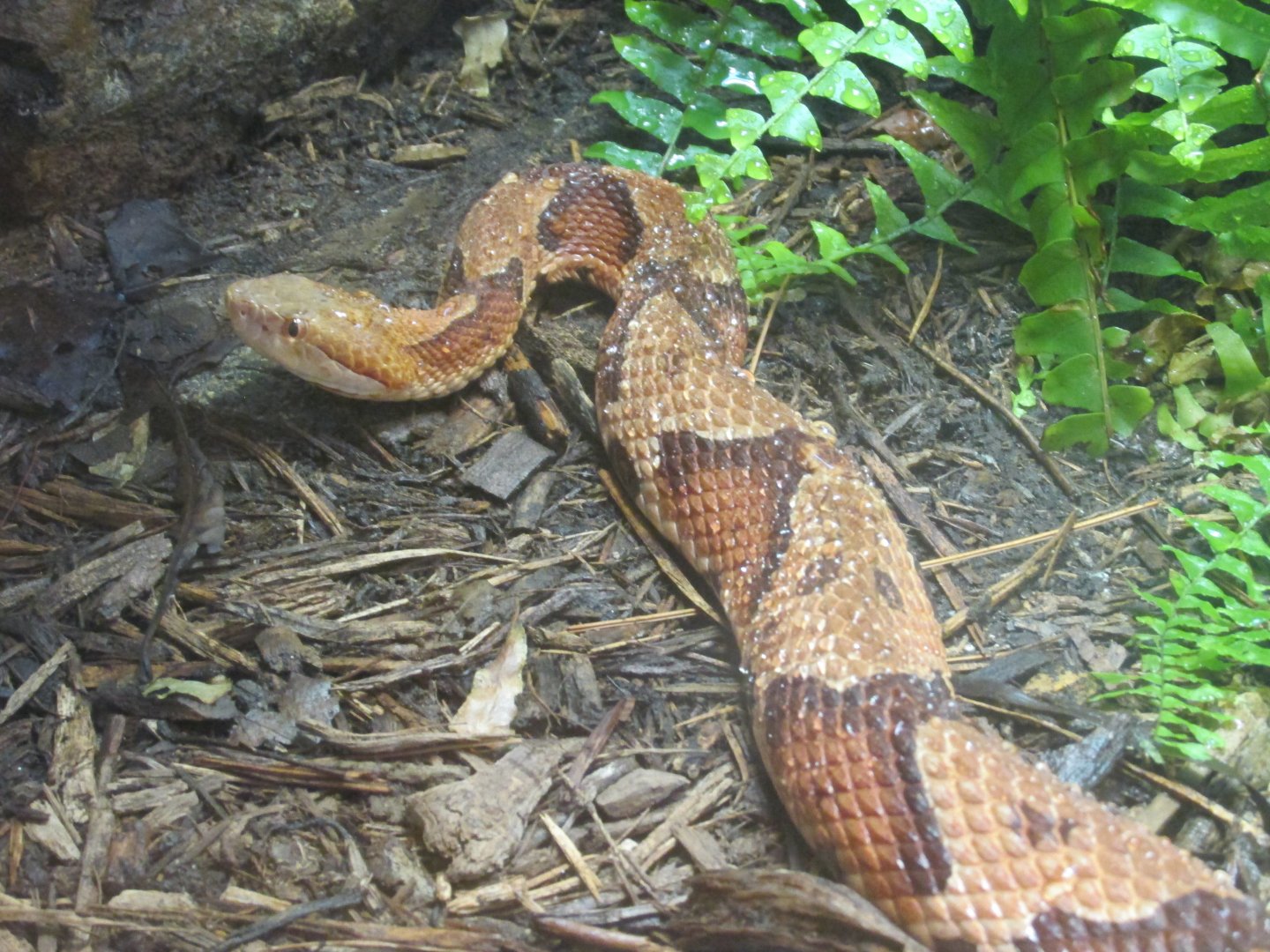 northern copperhead