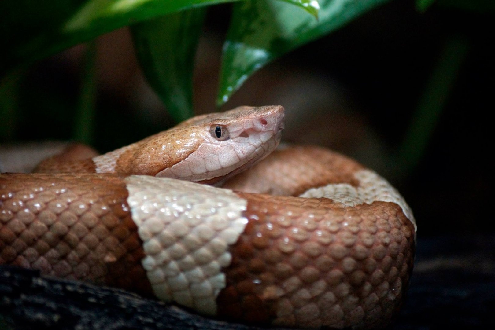 Northern Copperhead