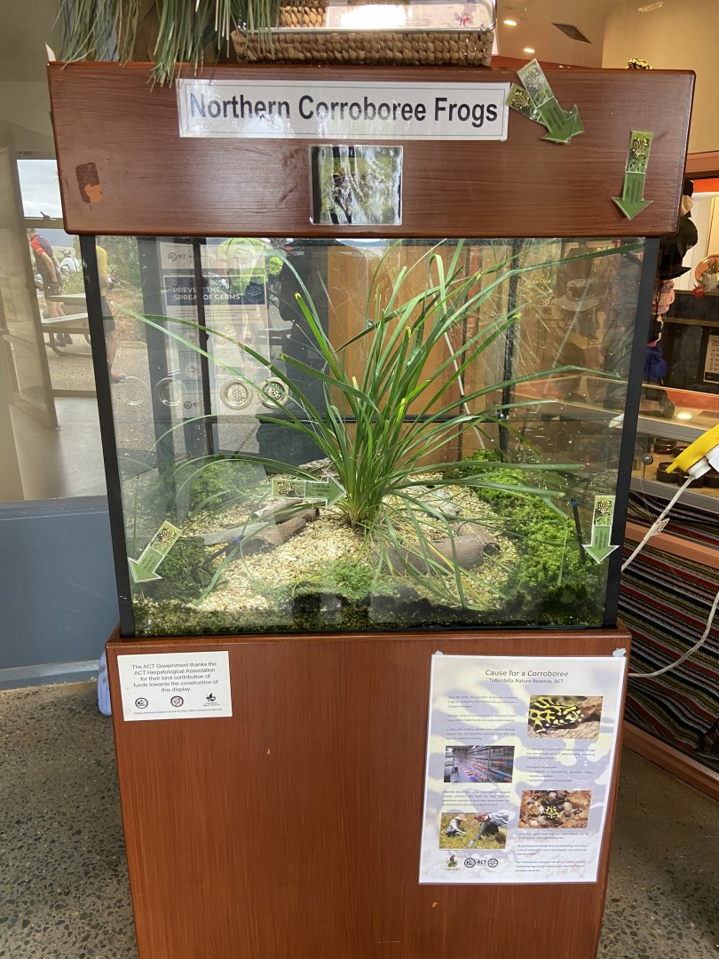 Northern Corroboree Frog Enclosure