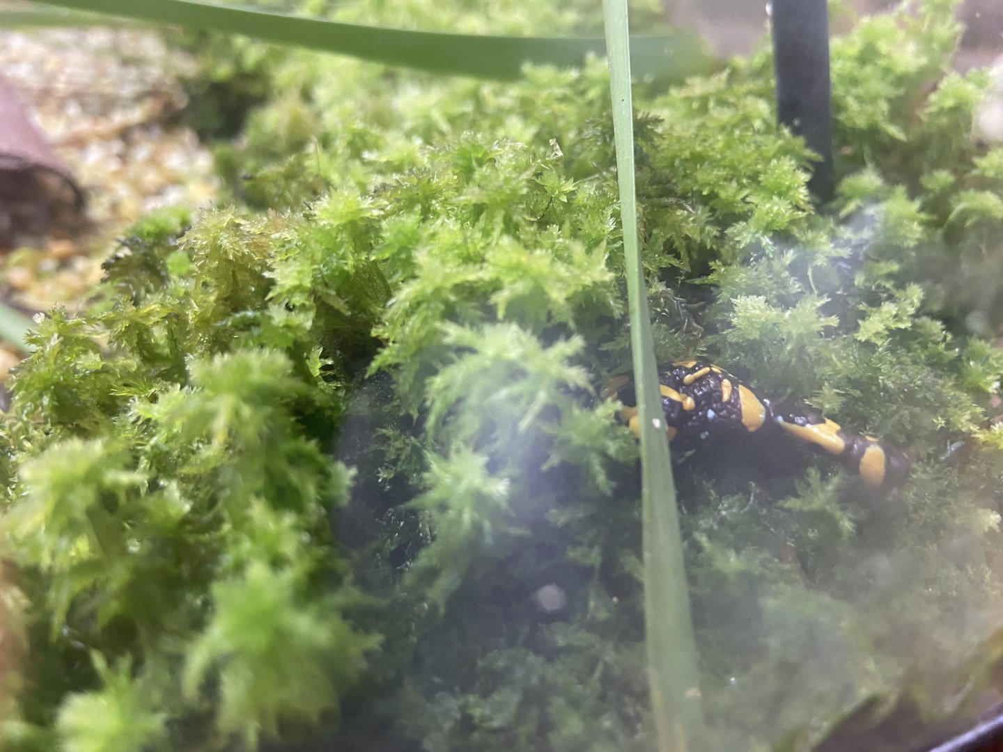 Northern Corroboree Frog