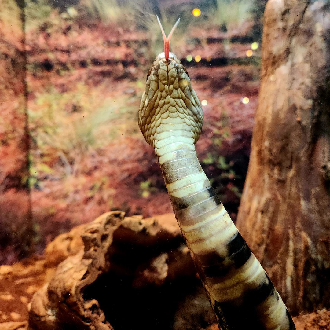 Northern Cottonmouth (Agkistrodon piscivorus)