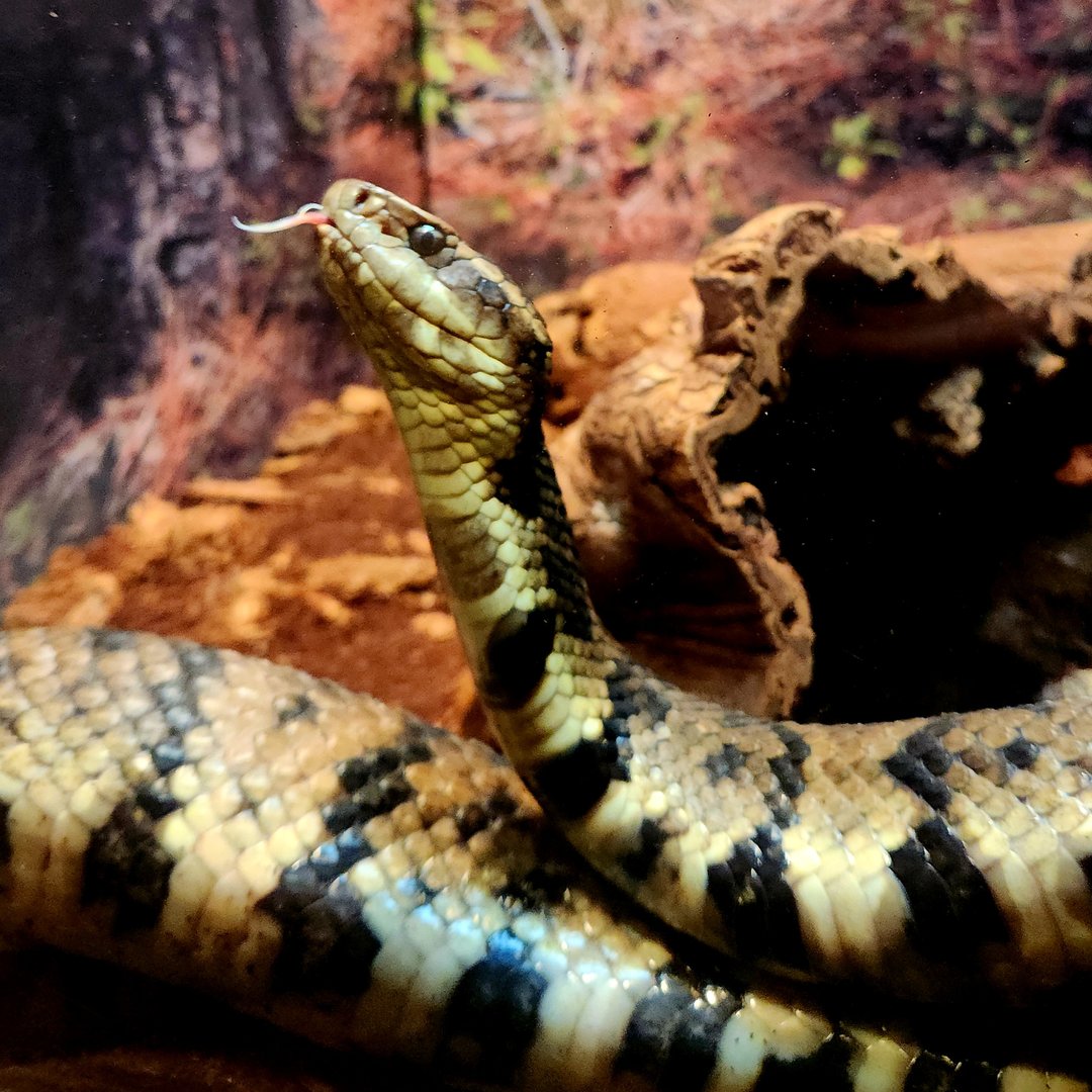 Northern Cottonmouth (Agkistrodon piscivorus)