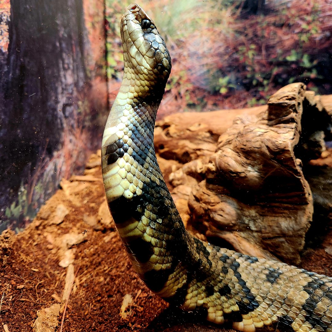 Northern Cottonmouth (Agkistrodon piscivorus)