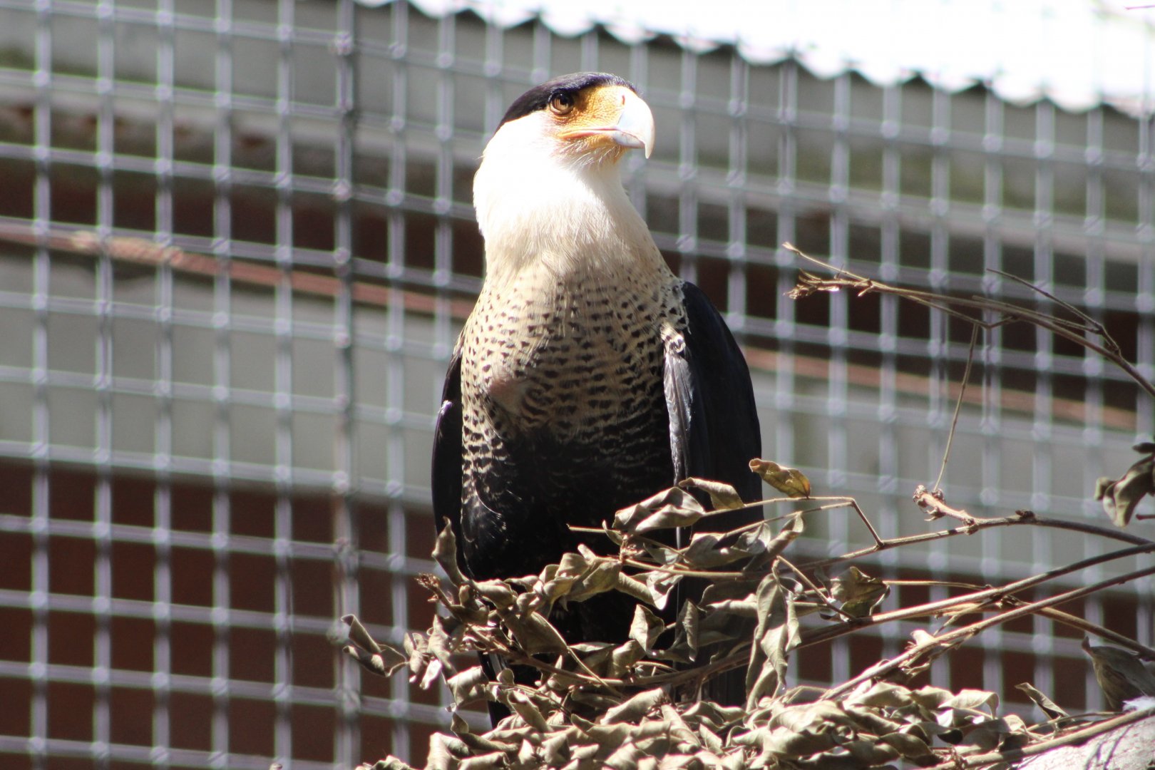 Northern Crested Caracara (C. p. cheriway)