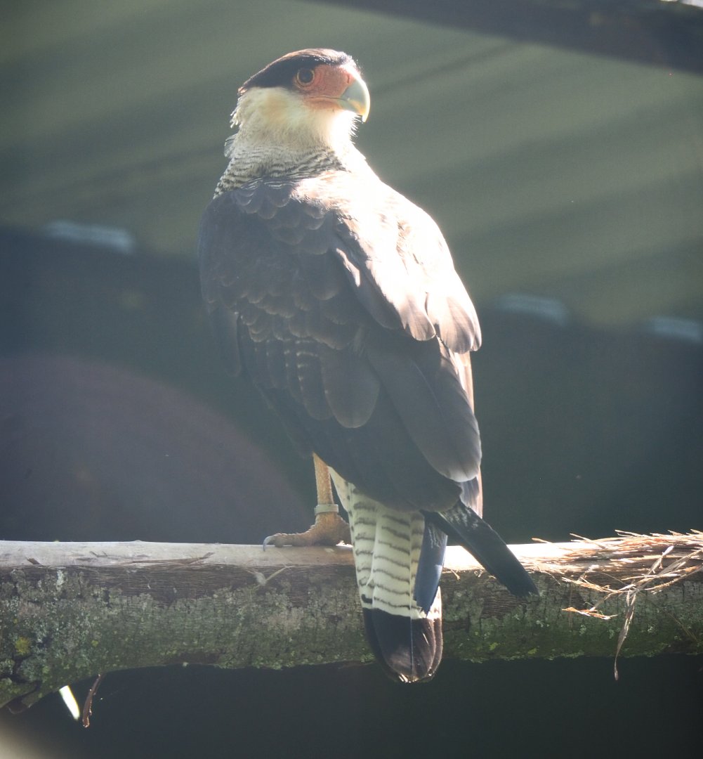Northern crested caracara (Caracara cheriway), 2020-06-20