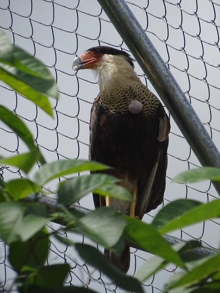 Northern crested caracara (Caracara cheriway)
