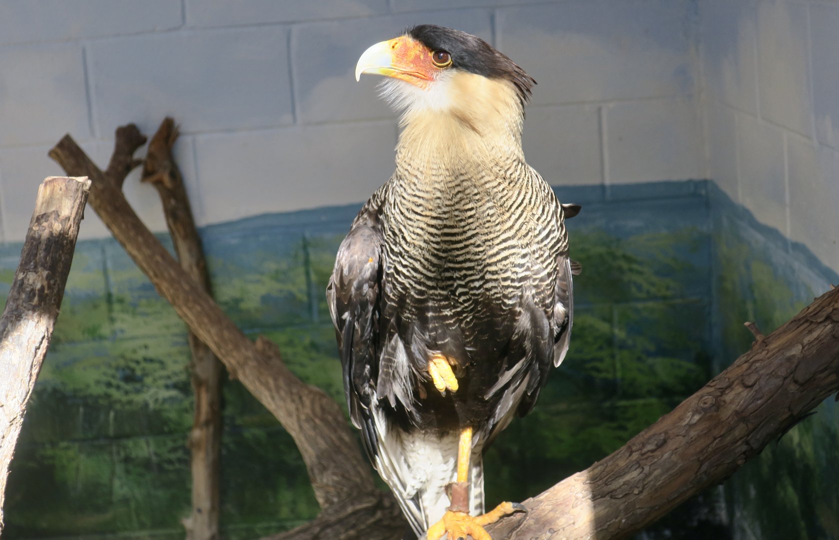 Northern Crested Caracara (Caracara plancus cheriway)