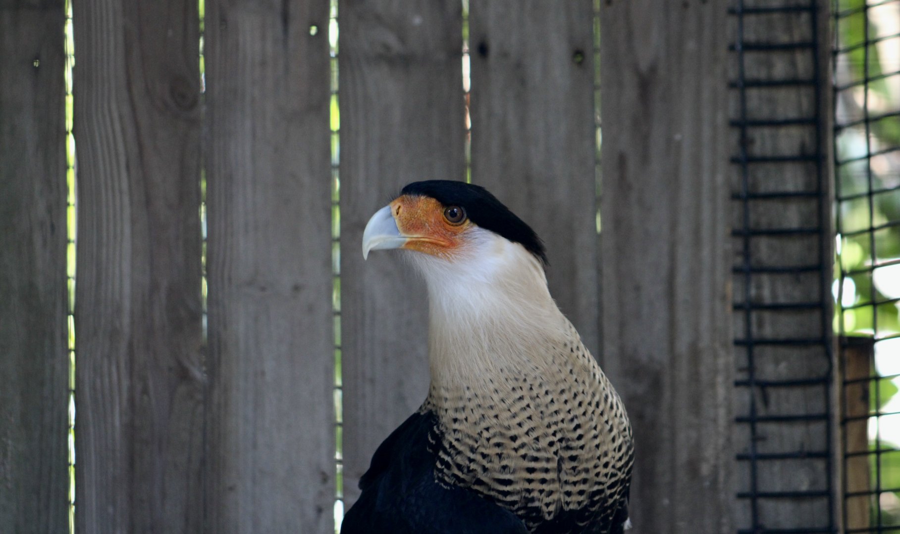 Northern Crested Caracara (Caracara plancus cheriway)