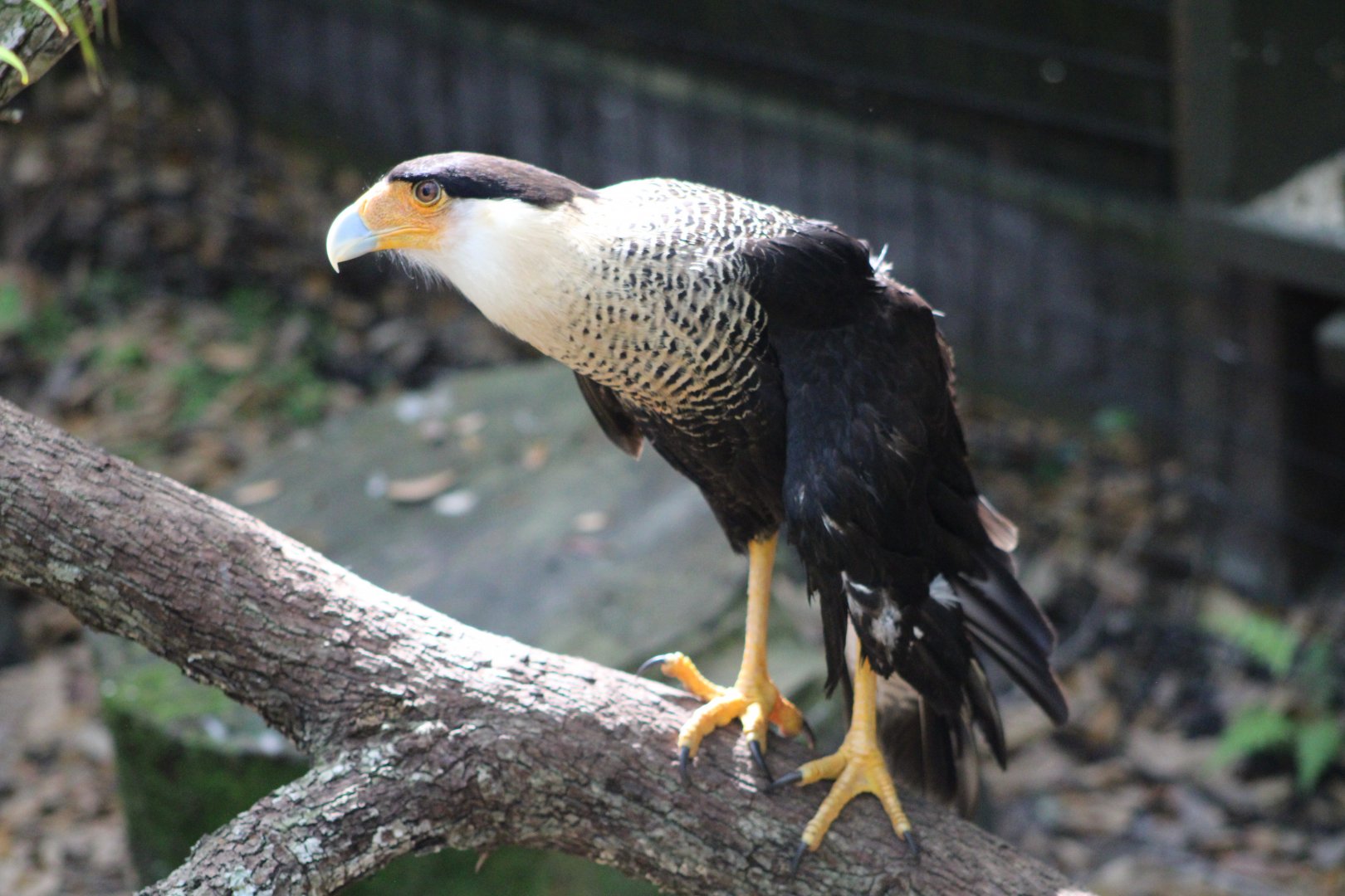 Northern Crested Caracara (P. p. cheriway)