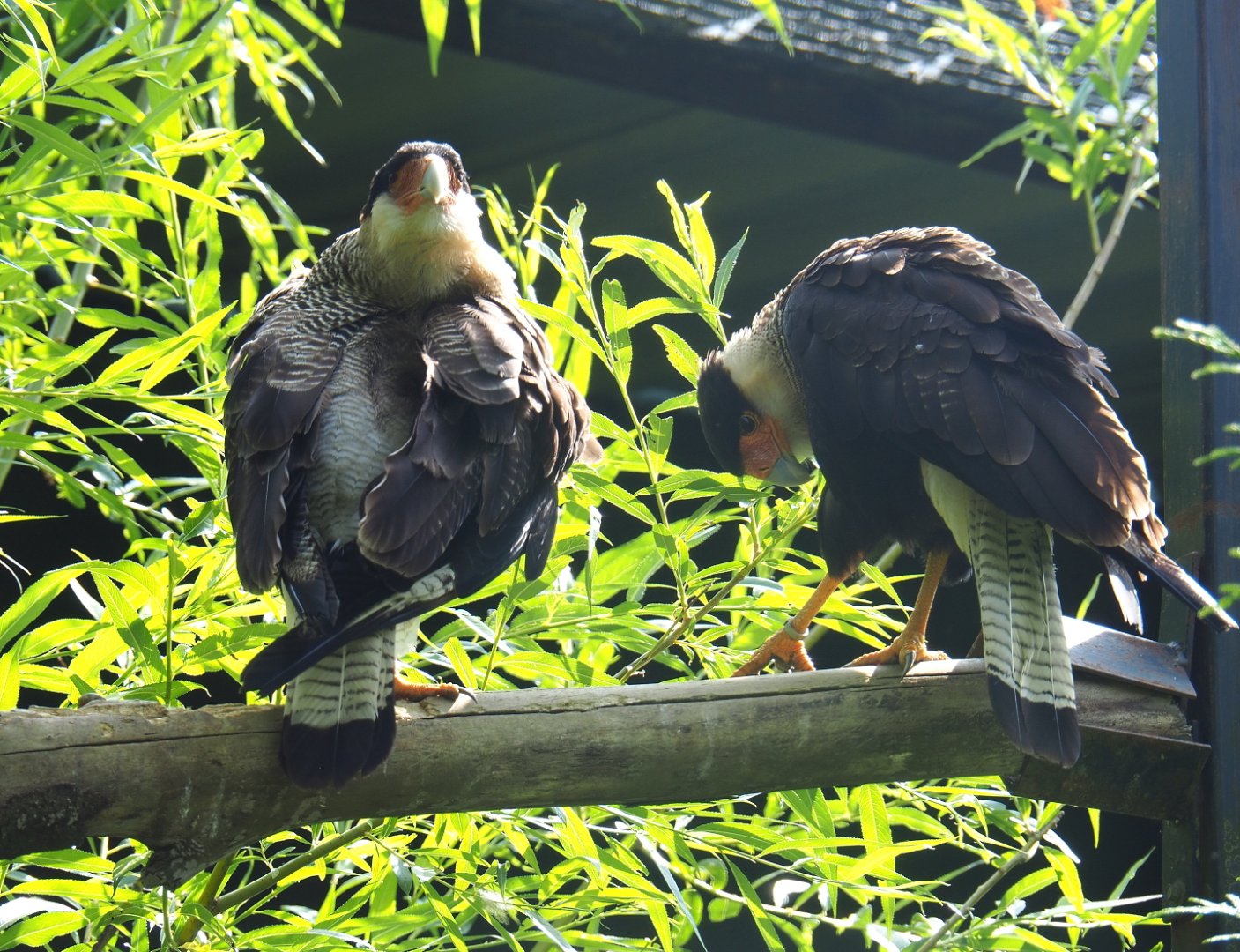 Northern crested caracara pair (Caracara cheriway), 2021-06-15