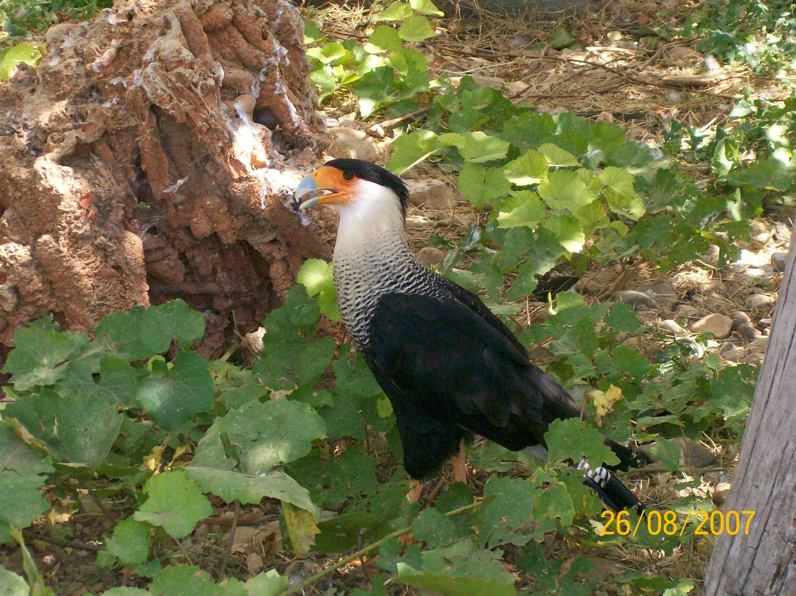 Northern crested caracara
