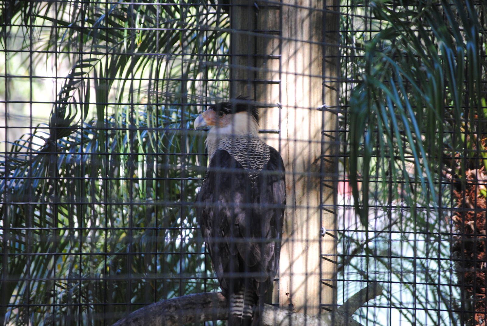 Northern Crested Caracara