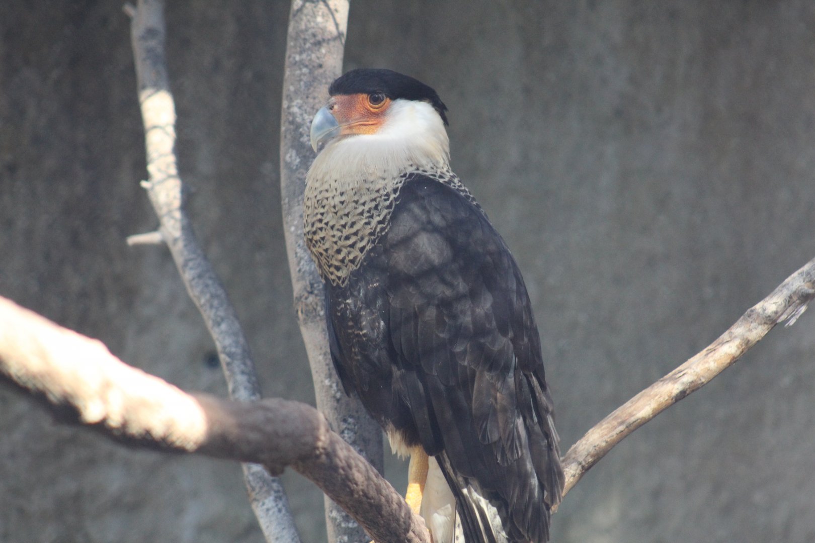Northern Crested Caracara
