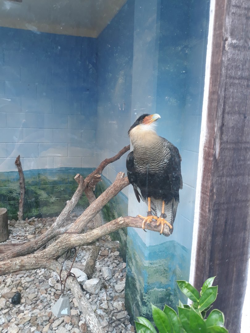 Northern crested caracara