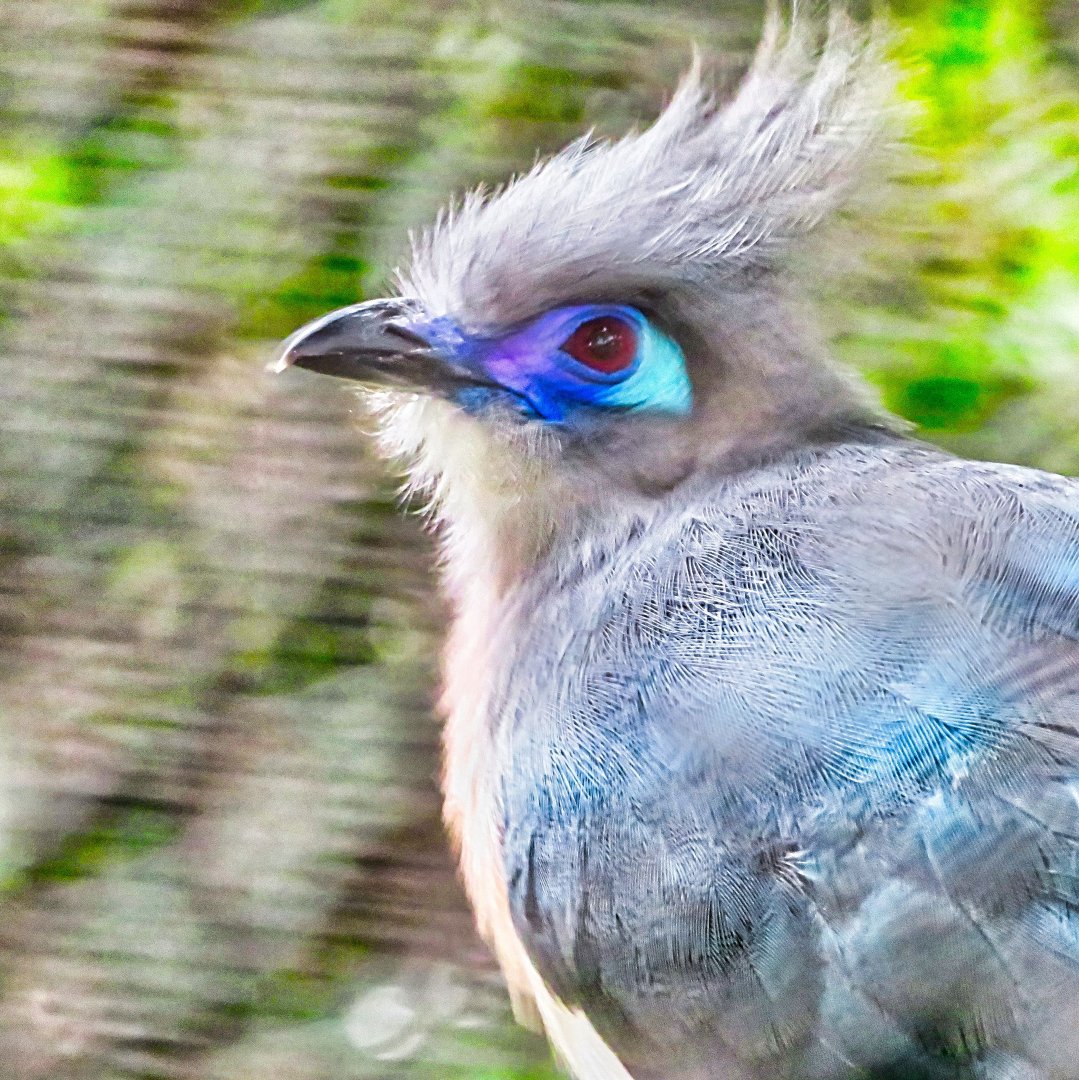 Northern Crested Coua