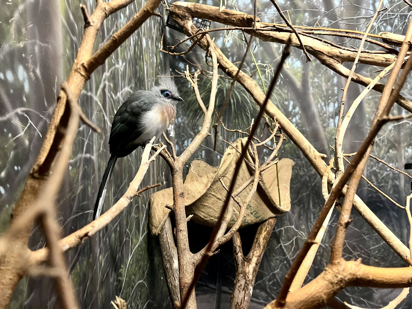 Northern Crested Coua