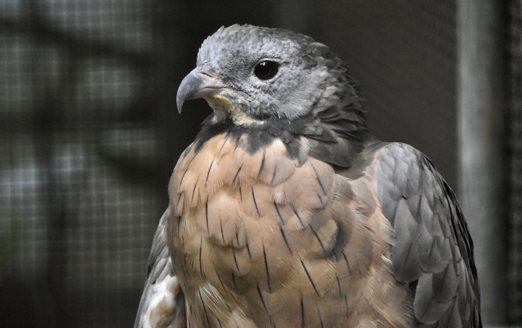 Northern Crested Honey Buzzard (Pernis ptilorhynchus orientalis) - Zhishan Cultural and Ecological Garden