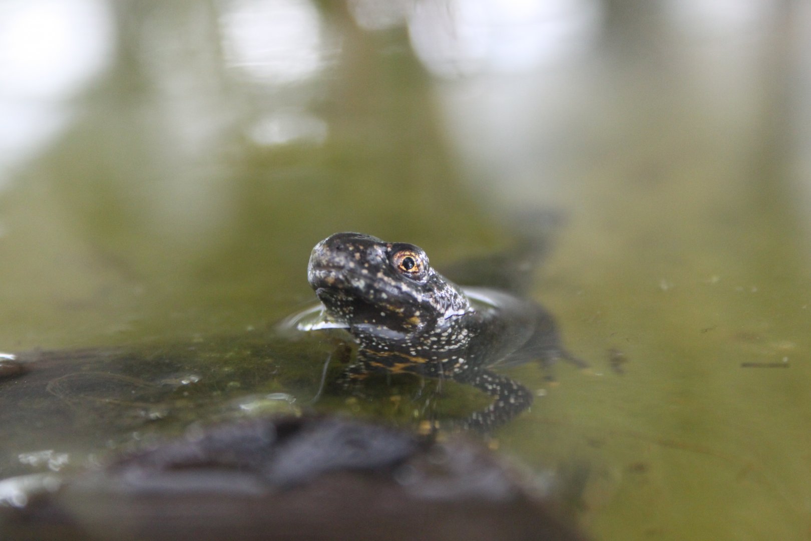 ? Northern crested newt (Triturus cristatus) ?