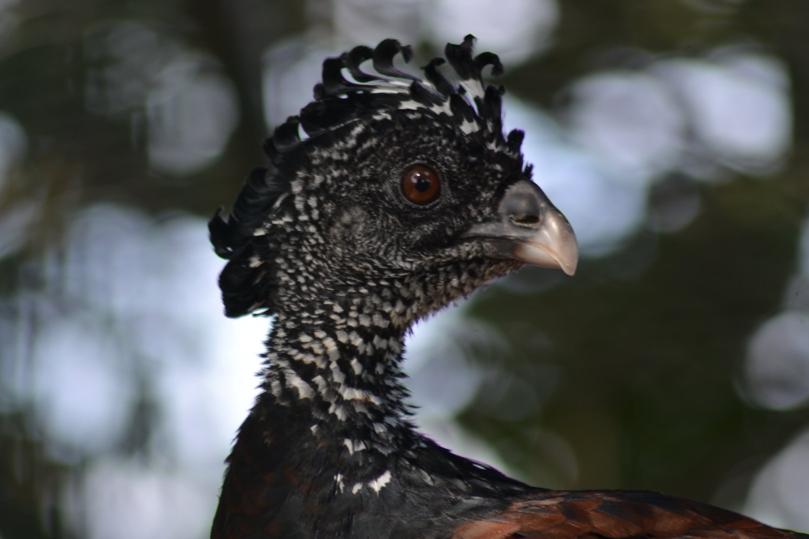 Northern Curassow - Crax rubra rubra