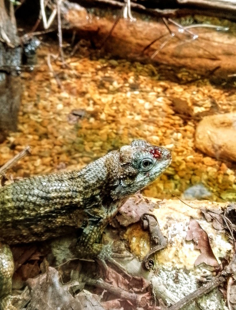 Northern Curly-tailed Lizard 070625